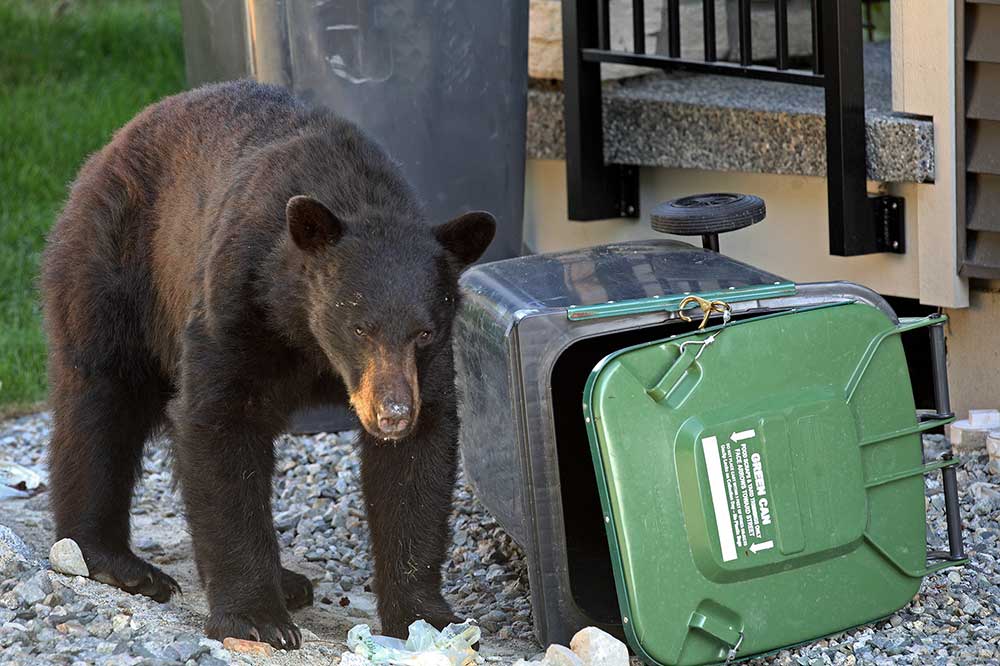 Bear next to trash can laying on ground